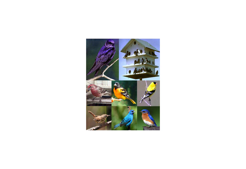 Electronic Bird Caller - Image 2