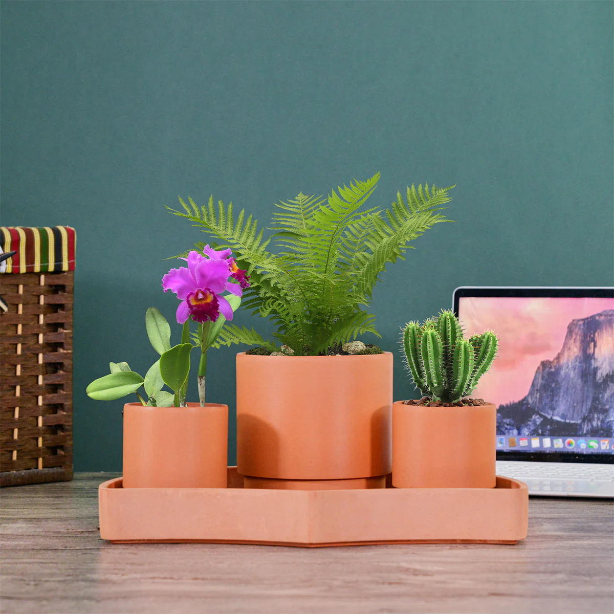 Tabletop Self-Watering Pot System for Indoor Plants (Set of 3) - Image 6