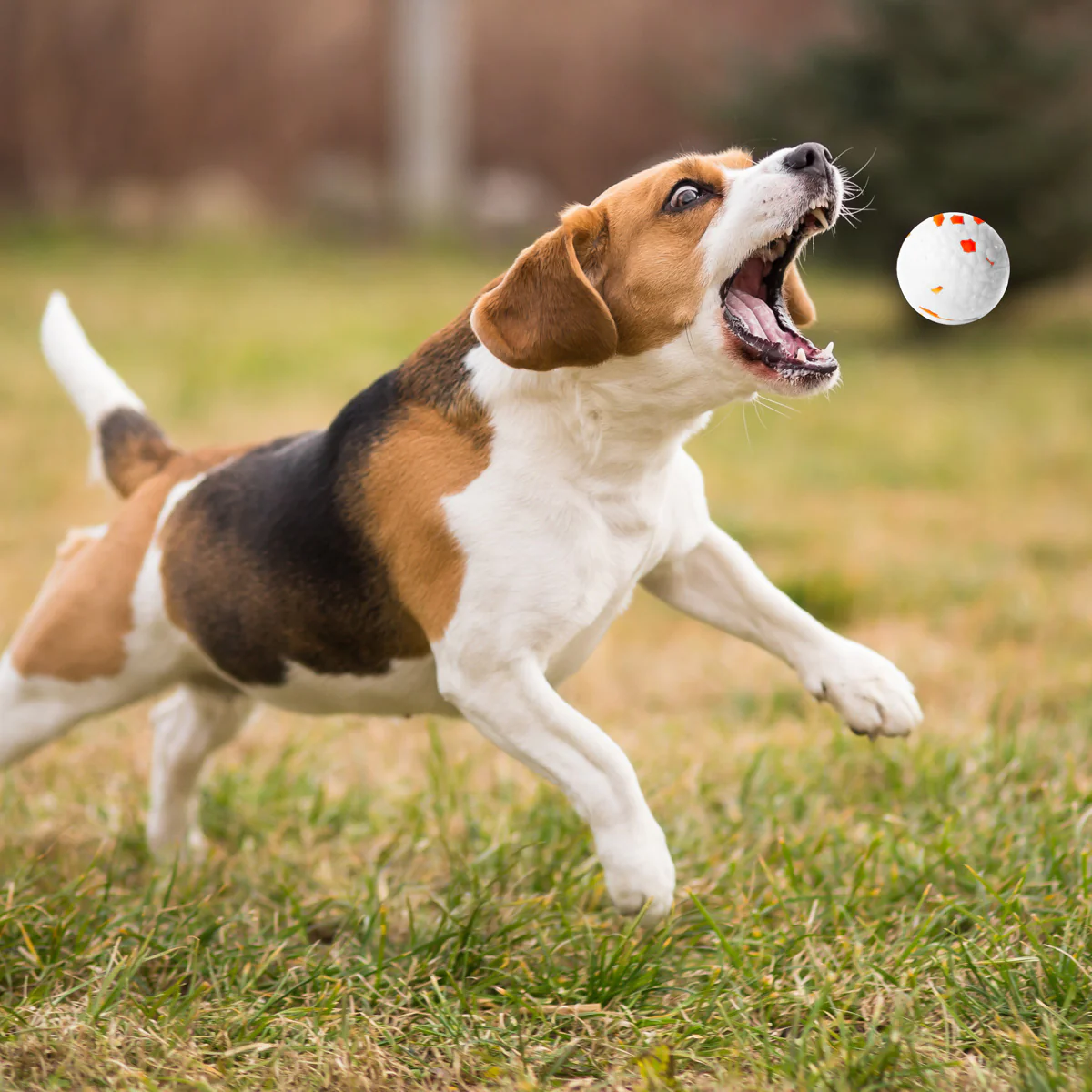 Tennis Ball Launcher for Dogs - Image 3