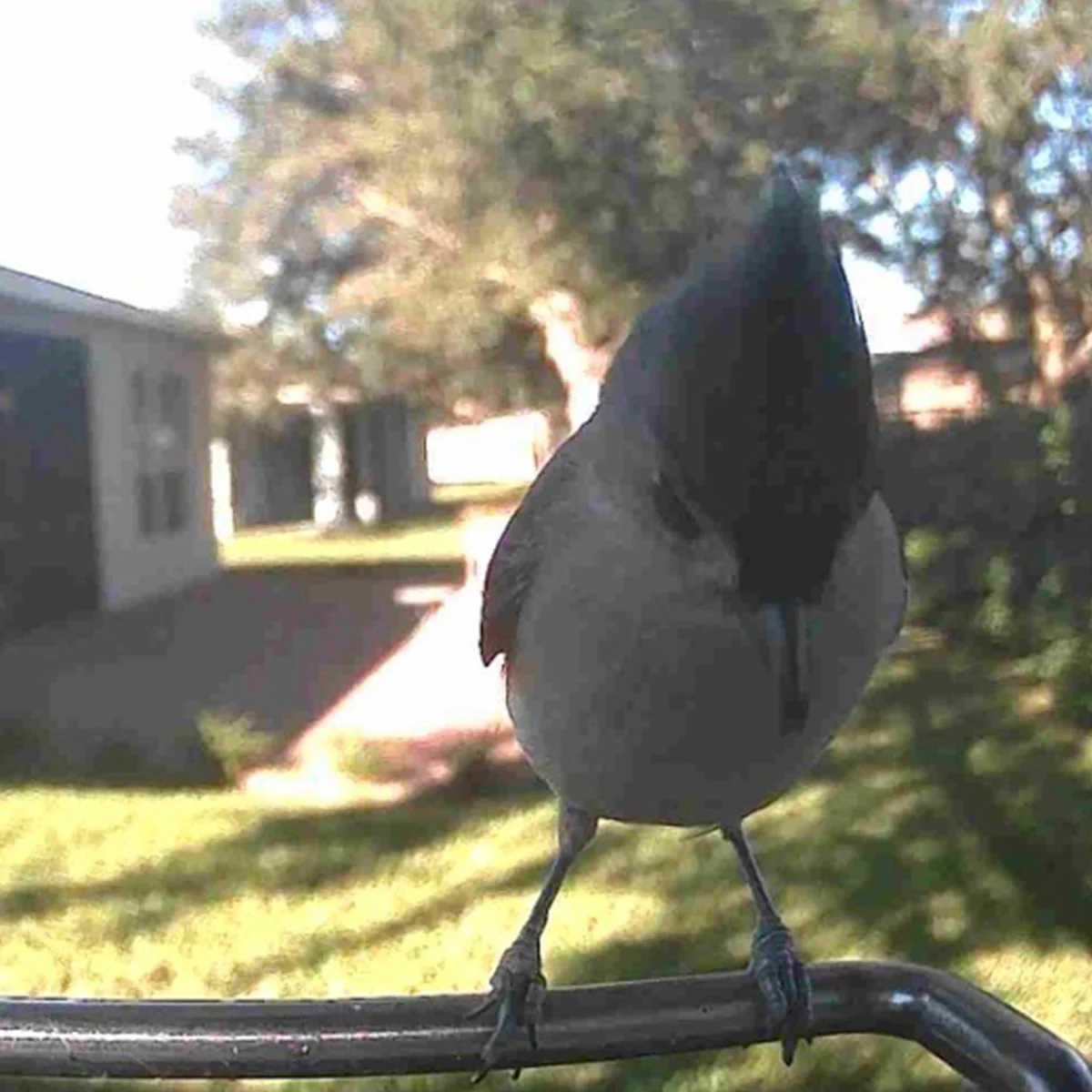 Video Camera Bird Feeder by Sharper Image - Image 12