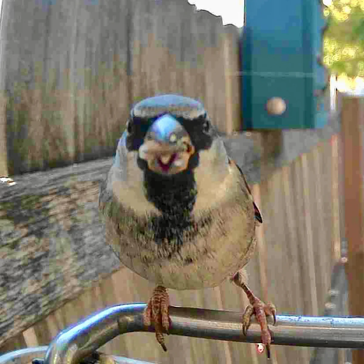Video Camera Bird Feeder by Sharper Image - Image 13