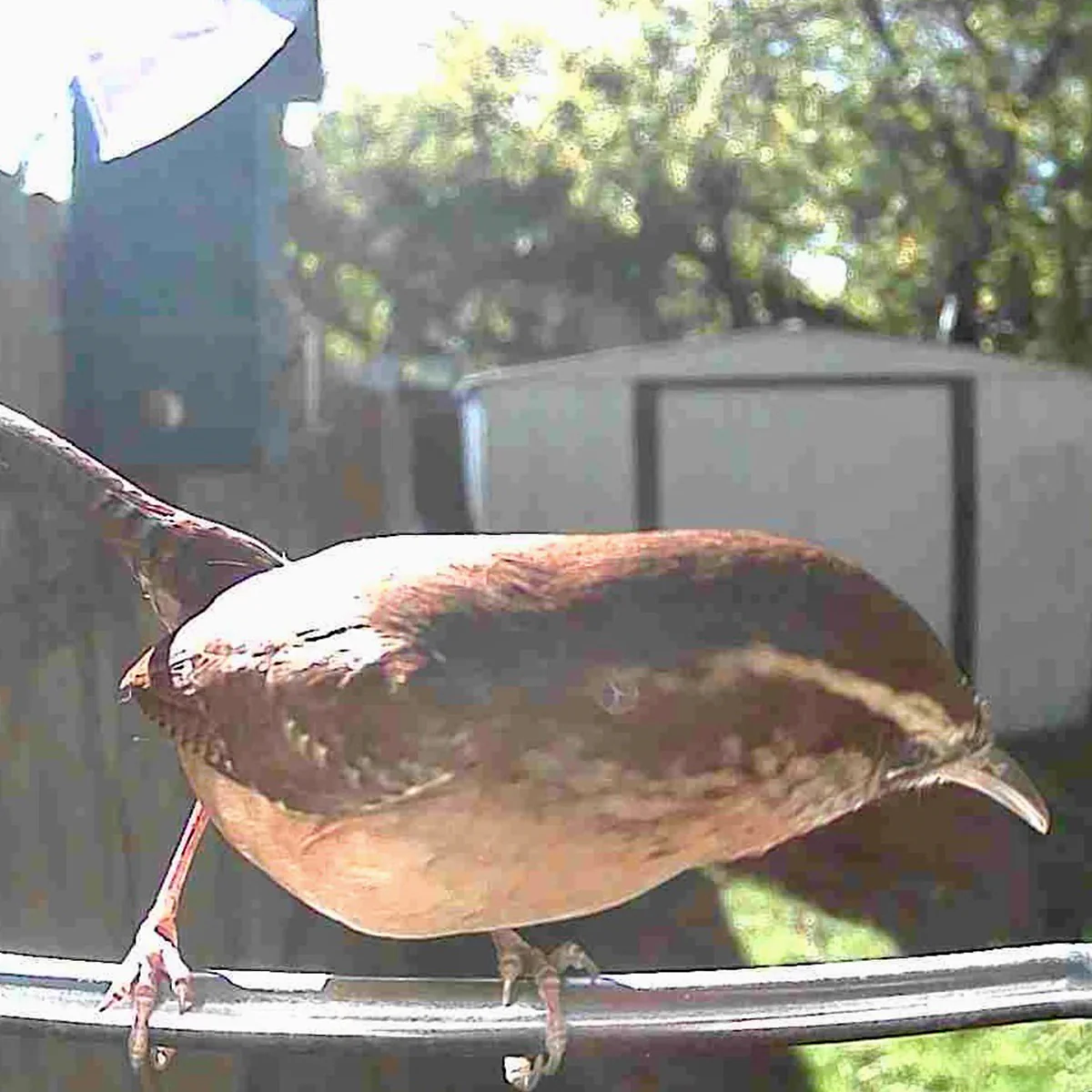 Video Camera Bird Feeder by Sharper Image - Image 14