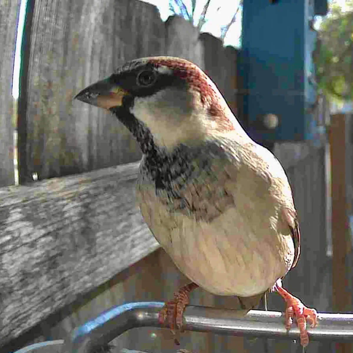 Video Camera Bird Feeder by Sharper Image - Image 5