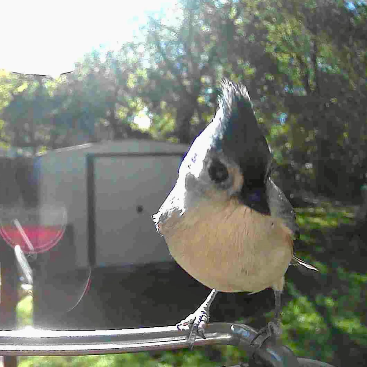 Video Camera Bird Feeder by Sharper Image - Image 6